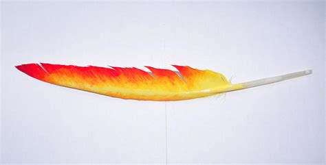 Painted Phoenix Feather by bloodlust686 on DeviantArt