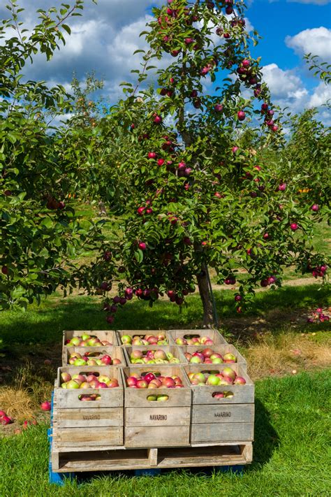 Apple Orchard Free Stock Photo - Public Domain Pictures
