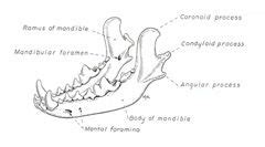 Figure 1. Illustration of the canine mandible. From Evans HE: Miller’s ...