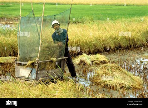 Mekong Delta Rice Fields Stock Photos & Mekong Delta Rice Fields Stock ...