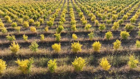 a pomegranate orchard with thousands of pomegranate trees planted ...