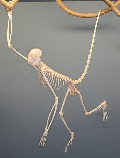 Spider Monkey Skeleton http://en.wikipedia.org/wiki/Spider_monkey Unicorn Horn, Pirate Cosplay ...