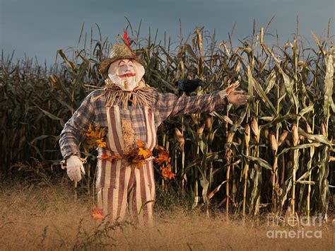 Scarecrow in a Corn Field Photograph by Maxim Images Exquisite Prints ...