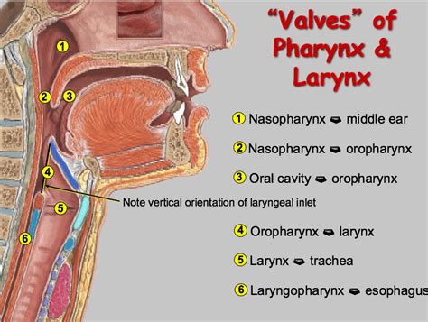 Pharynx And Larynx Anatomy