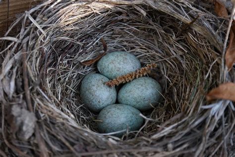 Nest, egg, bird's nest, bird eggs, blue eggs, scrim, nature, HD wallpaper | Wallpaperbetter