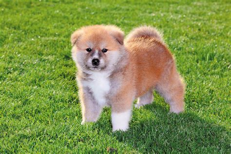 Akita Chow: History, Facts, Personality, Temperament, & Care