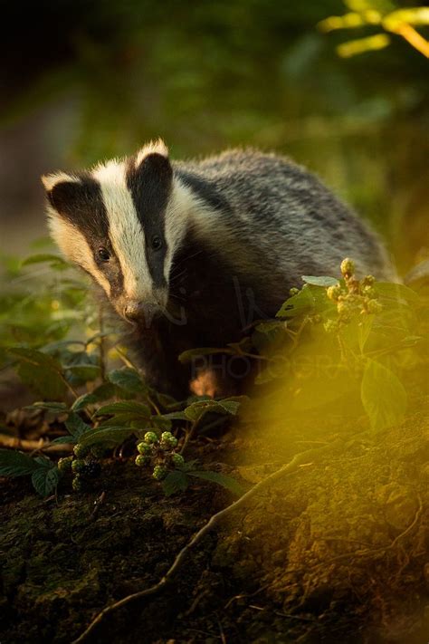 Badger Peak District Wildlife Photography Meles Meles | Badger, British ...