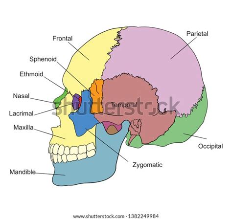 Bones Human Skull Names Lateral View Stock Vector (Royalty Free) 1382249984