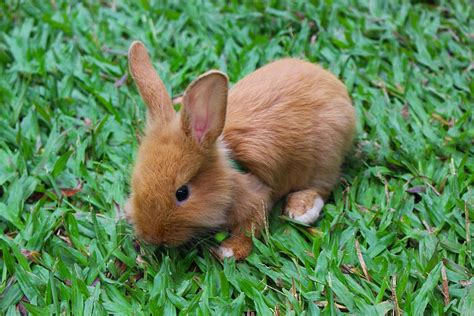 Brown Baby Rabbits