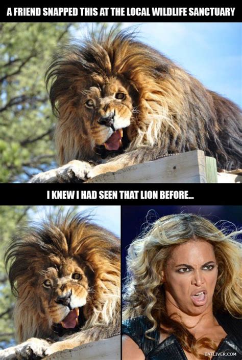 Majestic lion | Funny lion, Crazy funny pictures, Majestic animals