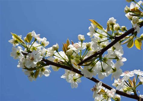 How to Grow and Care for Asian Pear Trees | Gardener's Path