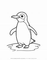 Engaging Penguin Printable Boost Learning Through Coloring sketch template