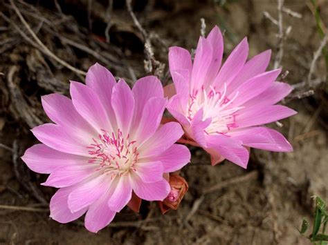 Individual Flowers