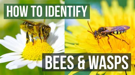 Do Bees And Wasps Hate Each Other? The 20 Latest Answer - Musicbykatie.com