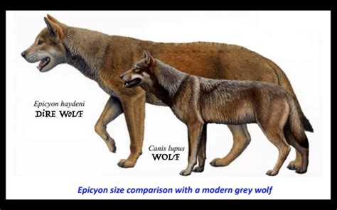 Facts About Dire Wolves - Facts You Might Need To Know About Dire Wolf