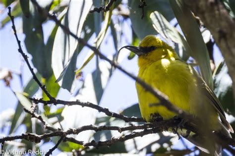 Hawaiian Endemic Birds - FM Forums