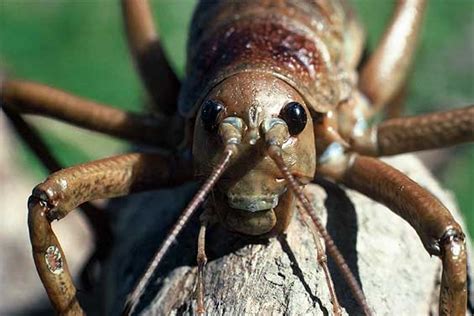 Wētā: New Zealand invertebrates