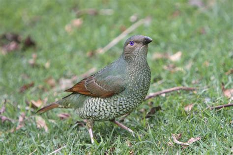 Satin Bowerbird photo: A female | the Internet Bird Collection | Female, Bird, The incredibles