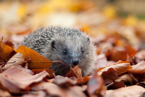 Animals That Hibernate: Surprising Hibernate Animals List In The World