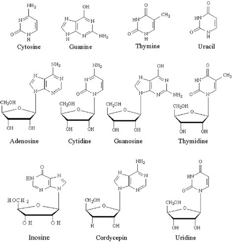 Structures of nucleosides and their bases. | Download Scientific Diagram