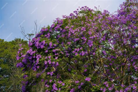 Premium Photo | Violet colored leaves of the Jacaranda Mimosifolia a subtropical tree native to ...