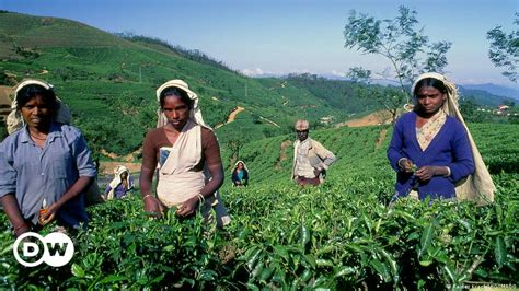 Why is trouble brewing in Sri Lanka's tea industry? – DW – 07/21/2022