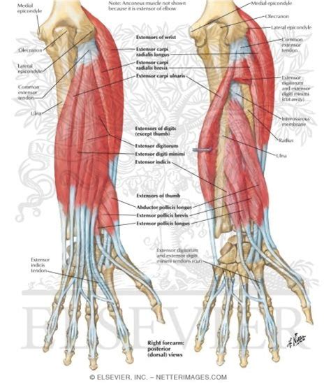 Extensor Muscles Of Forearm - Muscles Of The Posterior Forearm ...