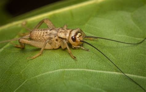 Everything You Need to Know About Cricket Flour | Nutrition | MyFitnessPal in 2020 | Cricket ...