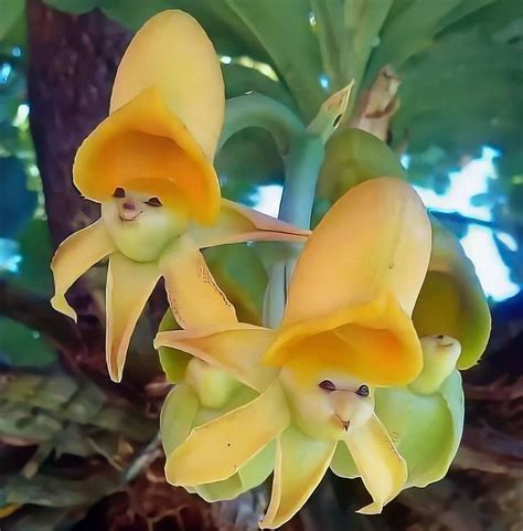 PsBattle: these epiphytic orchids : r/photoshopbattles