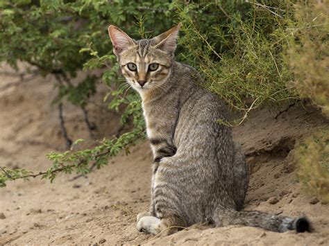 african wild cats as pets - Kathe Kilgore