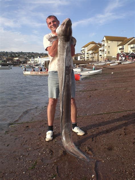 Big Fishes of the World: CONGER EEL (Conger conger)