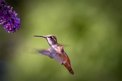 Hummingbird Feeding | Another shot of the hummingbird at the… | Flickr