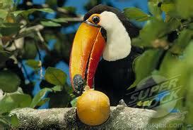 Fun Toucans Facts for Kids