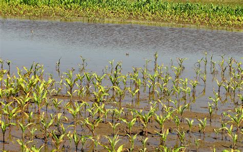 About $300 million in Indiana crops' value lost to flooding so far ...