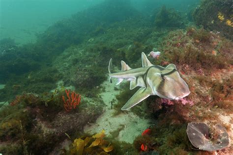Port Jackson Shark | Flickr - Photo Sharing!