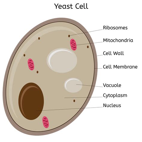 [Solved] Which category of microorganism is yeast?