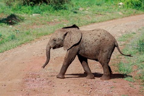 A Young African Bush Elephant Calf Crossing the Road Stock Photo - Image of jungle, crossing ...