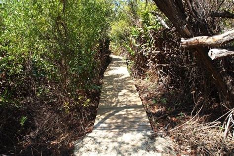 Hiking with the curious animals on Mastic Trail. | Grand cayman, Cayman, Cayman island