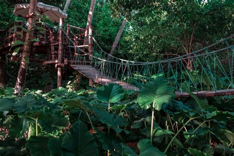 Wooden Hanging Bridge in the Forest · Free Stock Photo