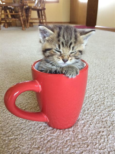 ¿Te pongo un té o un café? #animales #gatos Cute Kittens, Kittens And Puppies, Kittens Playing ...