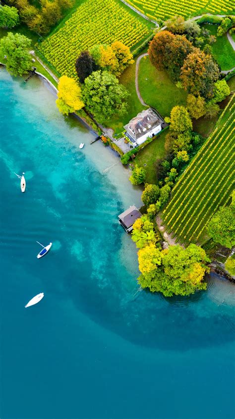 Vineyards on the lake Thun in the Bernese Oberland, Spiez, Switzerland ...