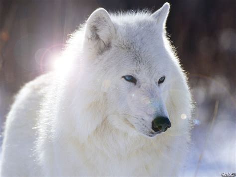 Image - White-wolf-with-blue-eyes-wallpaper-4.jpg | Animal Jam Clans Wiki | FANDOM powered by Wikia