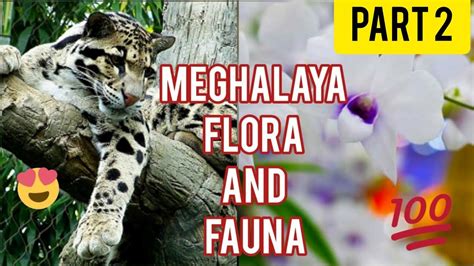 Meghalaya Flora and Fauna | Part 2 - YouTube