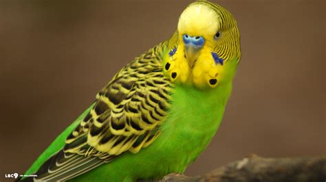 Green Budgie - Budgies Wallpaper (36931359) - Fanpop