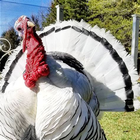 Our cute Royal Palm turkey. #royalpalm #turkey #farm #feathers #animal ...