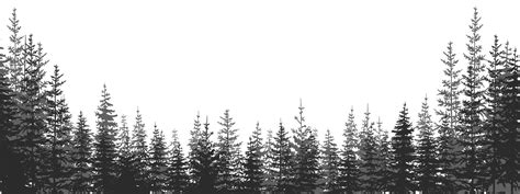 Forest. Forest landscape with black and white silhouettes of trees ...