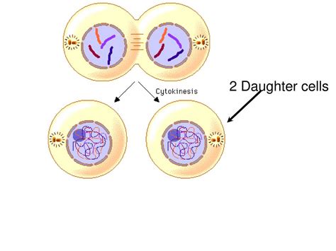 Cell Growth and Reproduction - ppt download