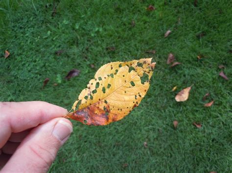 Cherry – Leaf Spot Disease | Walter Reeves: The Georgia Gardener