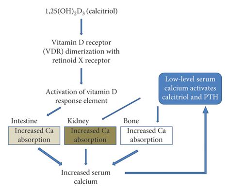 Effect of calcitriol on serum calcium level. Calcitriol, the active ...