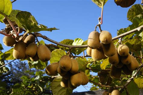 Growing Kiwi Vines in Your Home Garden